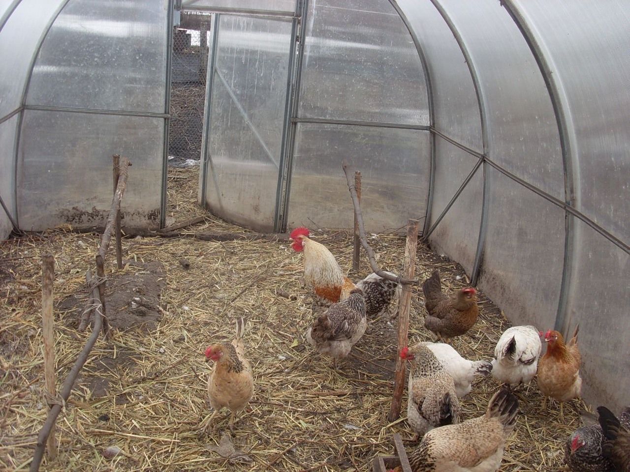 Выращивание цыплят в домашних условиях для начинающих. Курятник в поликарбонатной теплице. Курятник для бройлеров для 30 кур. Курятник для бройлеров для 20 кур. Курятник для бройлеров в теплице.